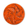SC-029H Orange Sunset